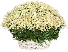 Цветочная композиция из Ромашки в корзине #REPLACE_PRED# Потьме
